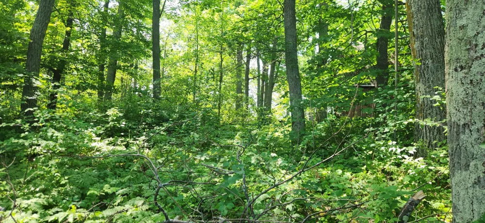 8565 Bear Island Landing NW Walker, MN 56484