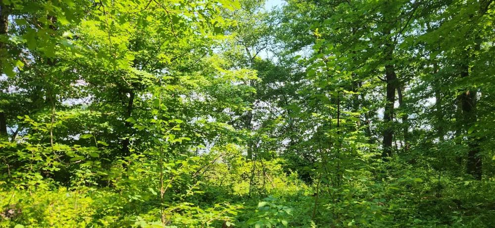 8565 Bear Island Landing NW Walker, MN 56484