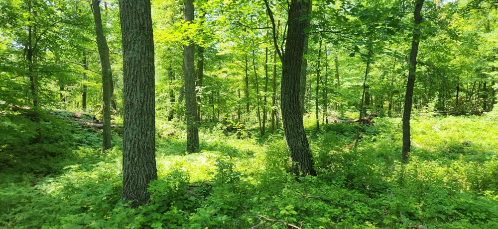 8565 Bear Island Landing NW Walker, MN 56484