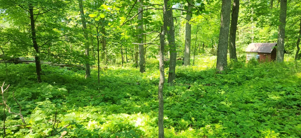 8565 Bear Island Landing NW Walker, MN 56484