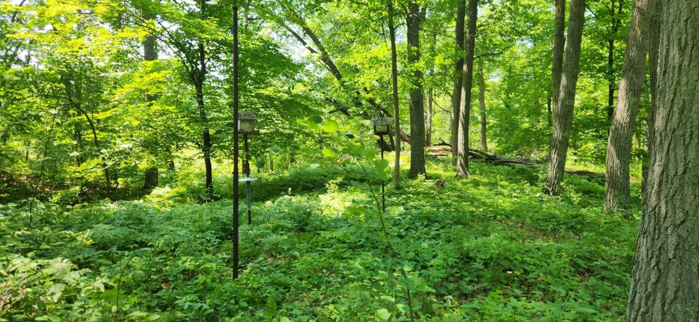 8565 Bear Island Landing NW Walker, MN 56484