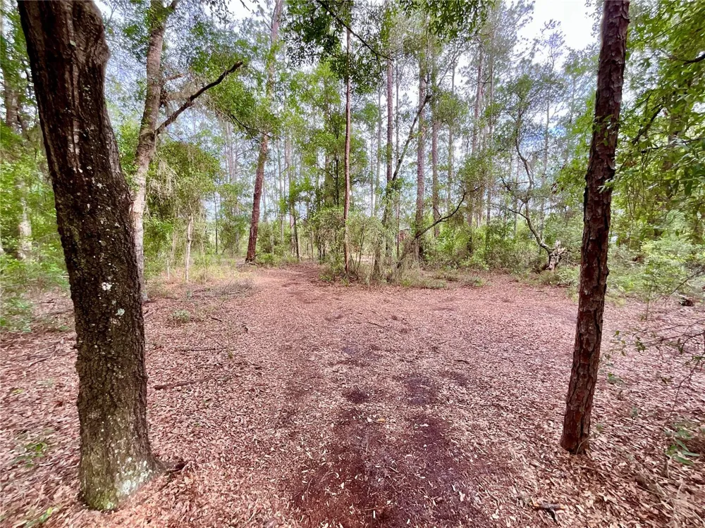 125 SILVER DOLLAR POND ROAD Hawthorne, FL 32640