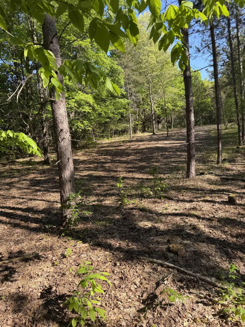 Cedar Creek Road Union Township, MI 49633