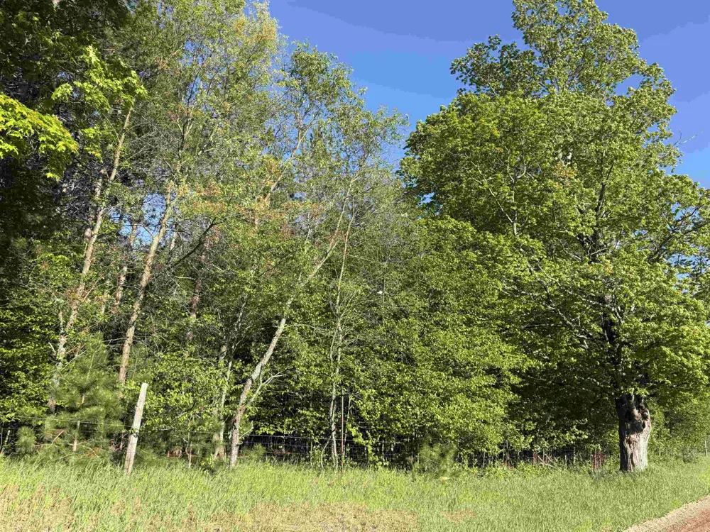 Cedar Creek Road Union Township, MI 49633