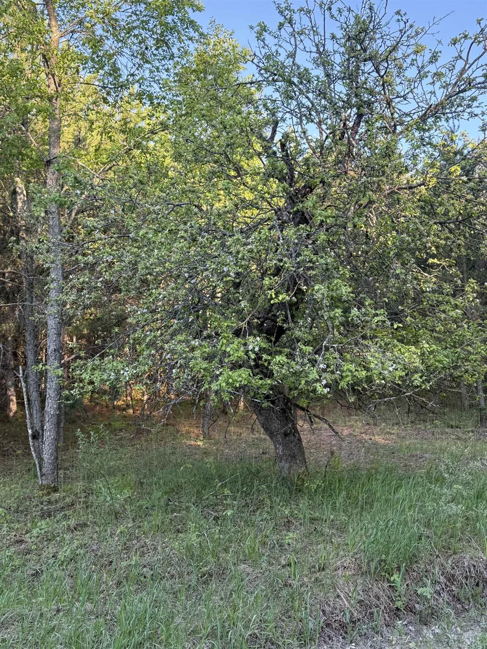 Cedar Creek Road Union Township, MI 49633