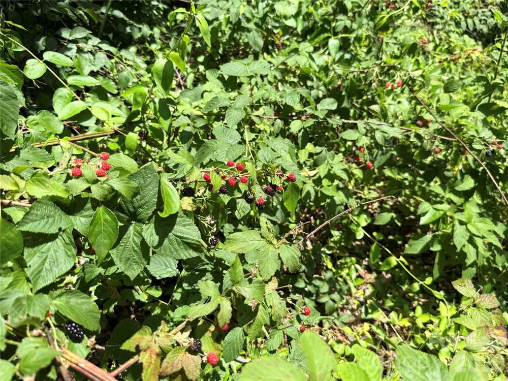 95 Walker Cove Road Black Mountain, NC 28711