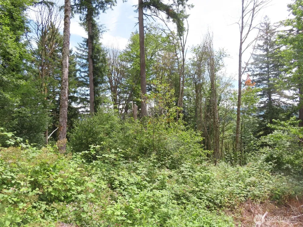 0 XXX Coleman Road Mossyrock, WA 98564