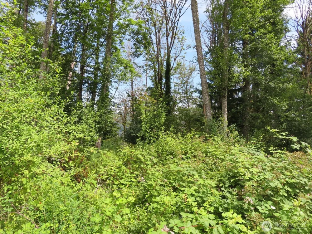0 XXX Coleman Road Mossyrock, WA 98564