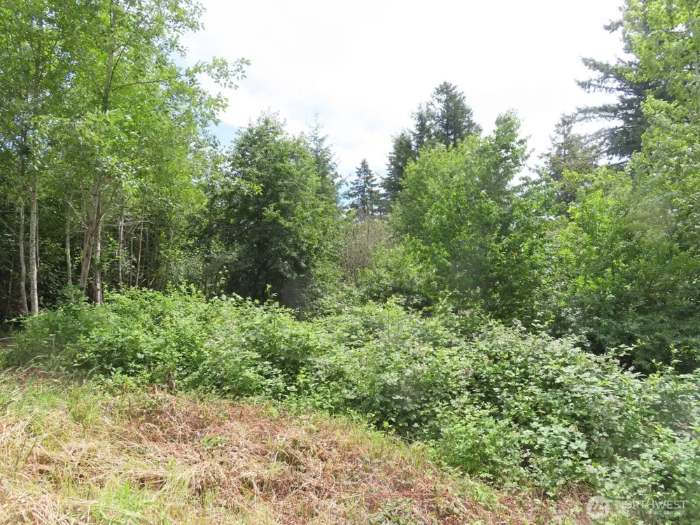 0 XXX Coleman Road Mossyrock, WA 98564