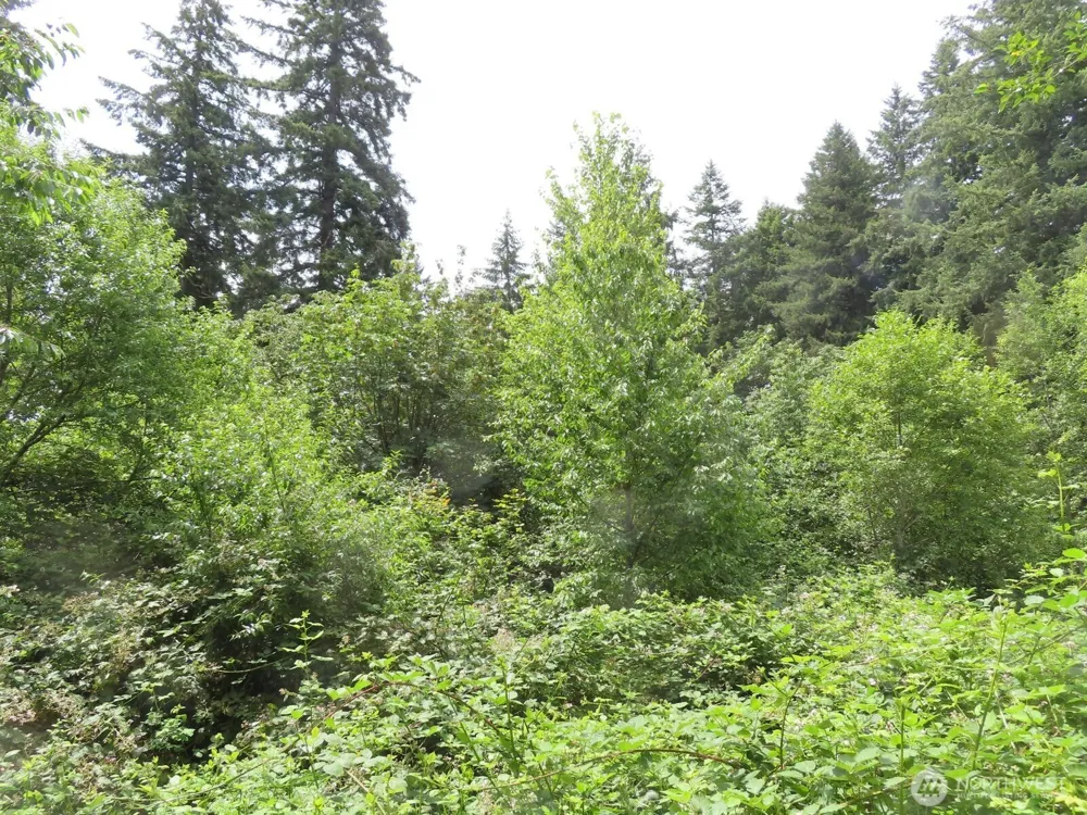 0 XXX Coleman Road Mossyrock, WA 98564