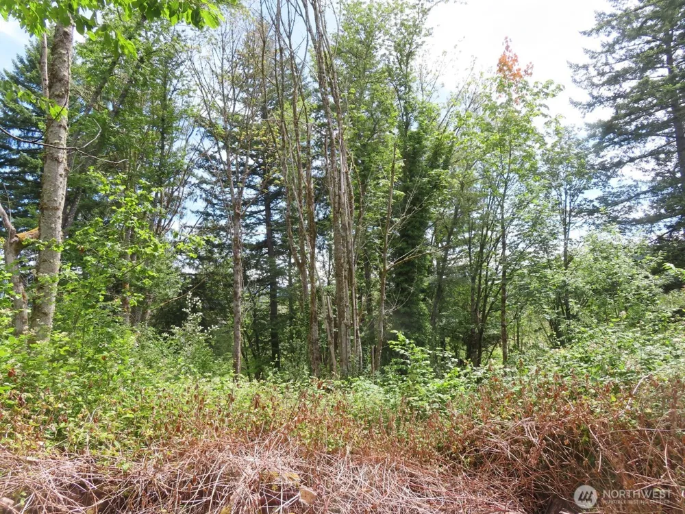 0 XXX Coleman Road Mossyrock, WA 98564