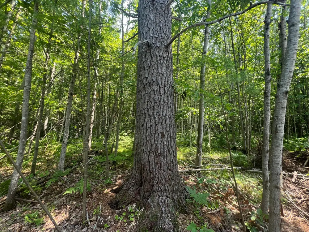 Parcel 6 County Road A Solon Springs, WI 54873