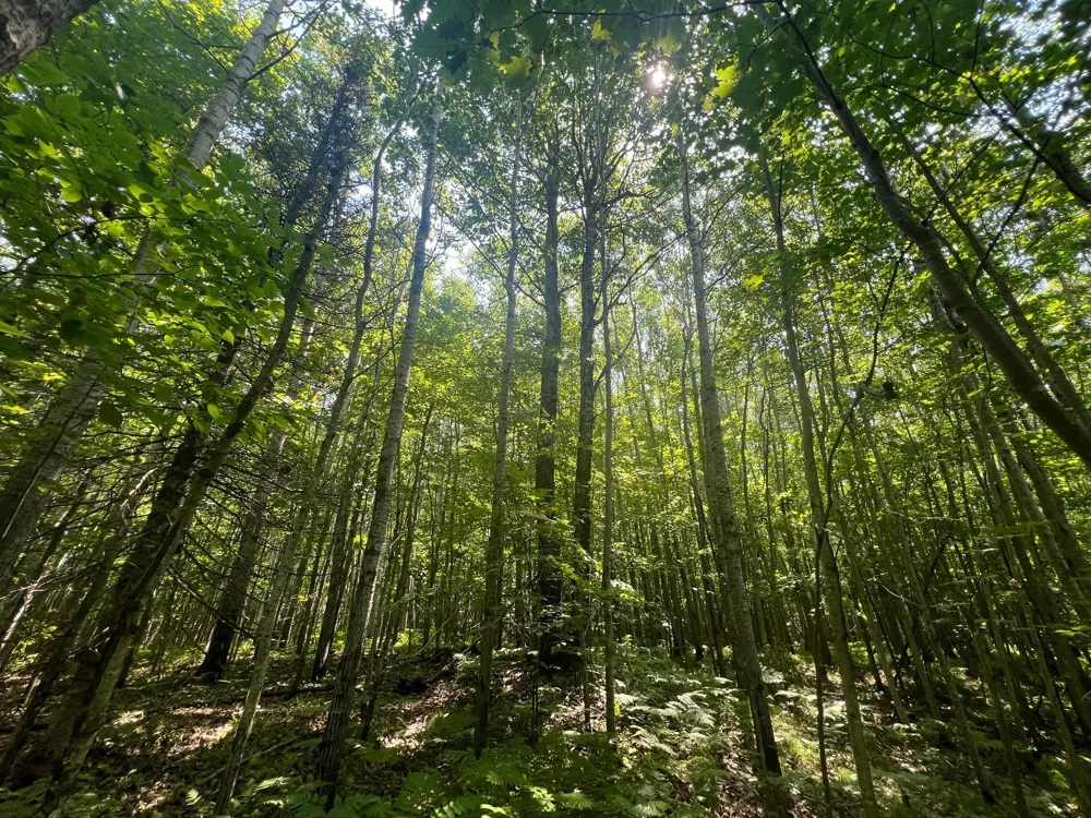 Parcel 6 County Road A Solon Springs, WI 54873