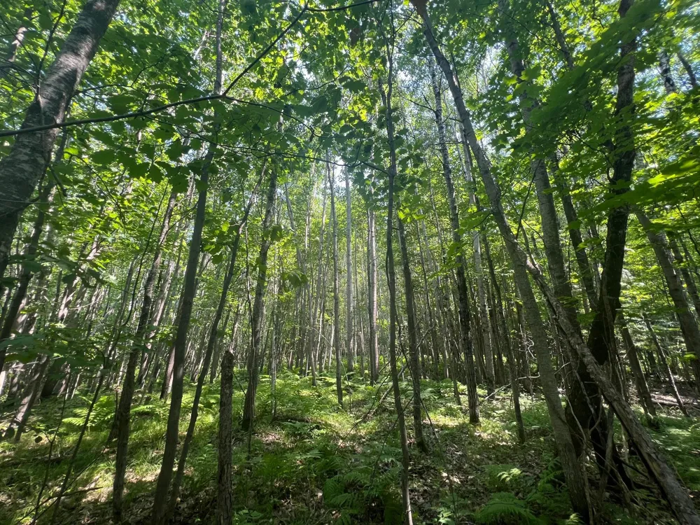 Parcel 6 County Road A Solon Springs, WI 54873