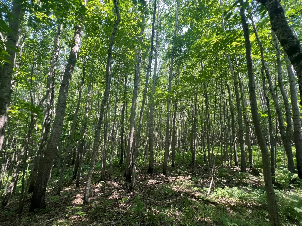 Parcel 6 County Road A Solon Springs, WI 54873