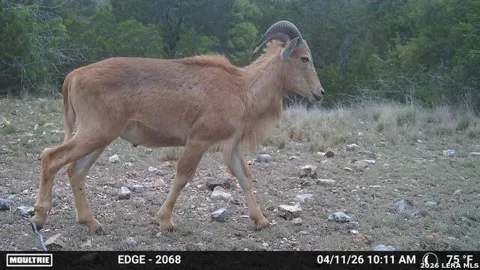 TBD SD 45730