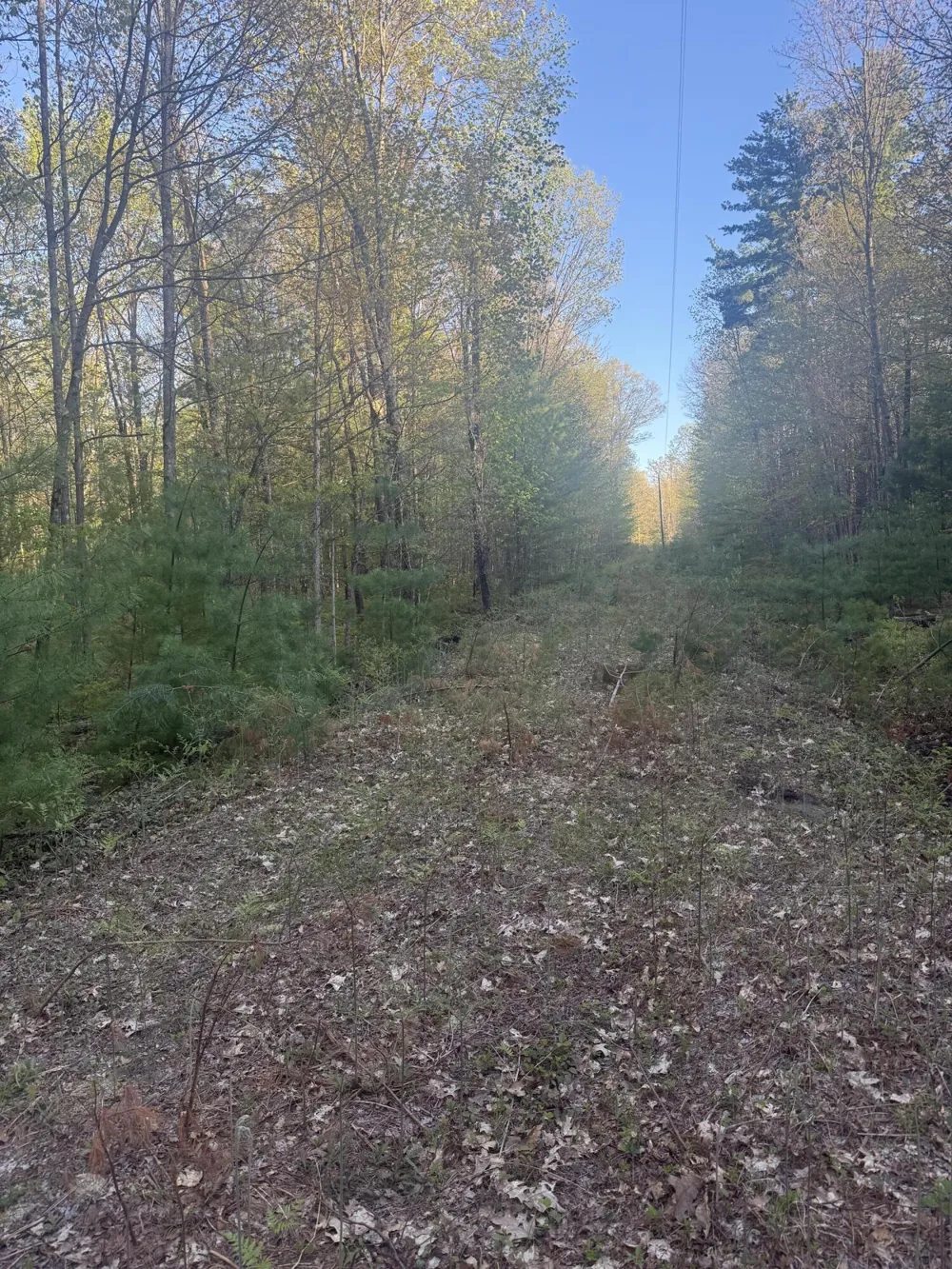 Woodland Avenue Bitely, MI 49309