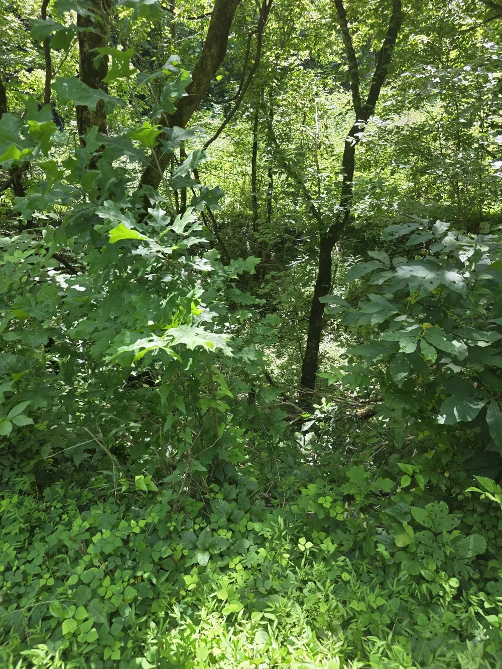 0 Difficult Ln Pleasant Shade, TN 37145