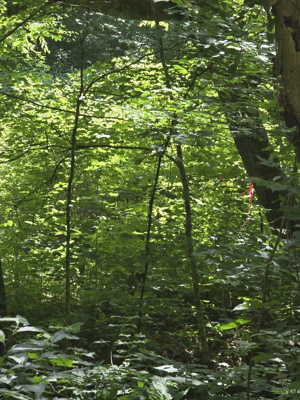 0 Difficult Ln Pleasant Shade, TN 37145