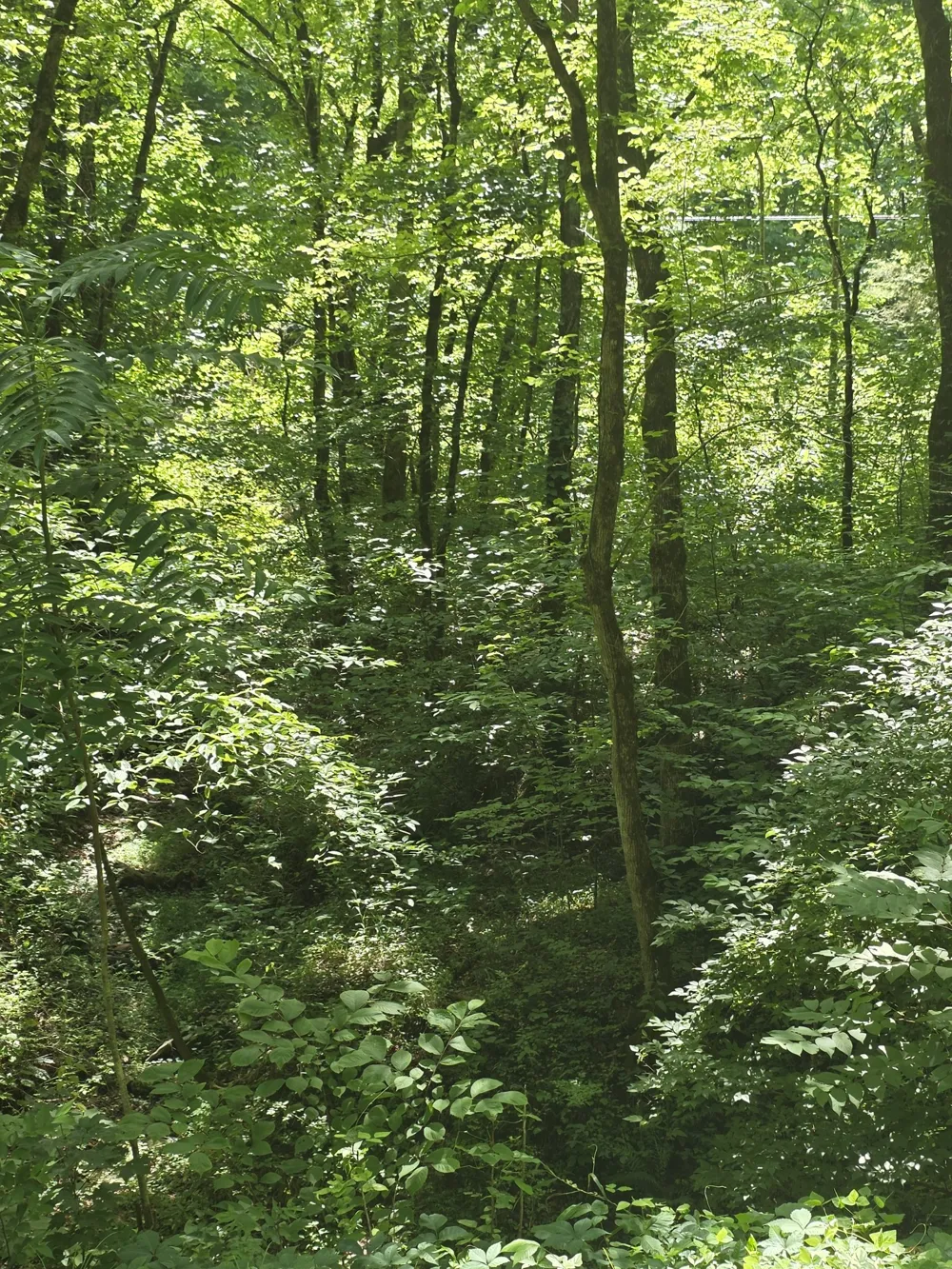 0 Difficult Ln Pleasant Shade, TN 37145