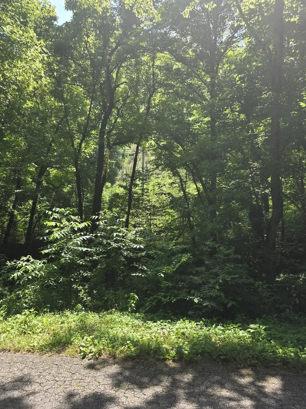 0 Difficult Ln Pleasant Shade, TN 37145