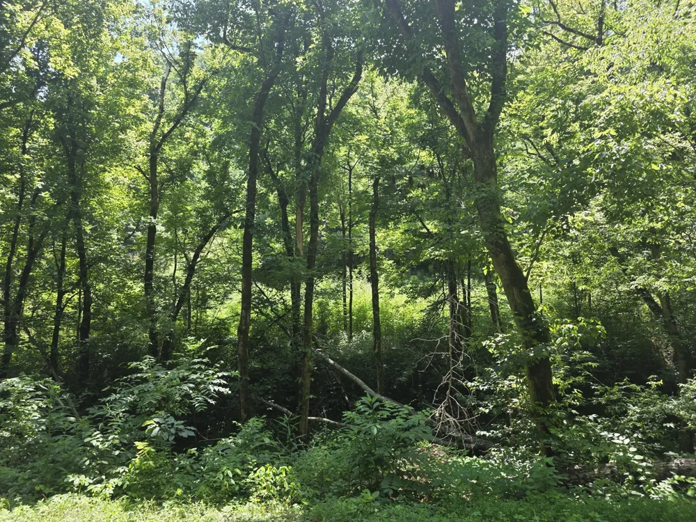 0 Difficult Ln Pleasant Shade, TN 37145