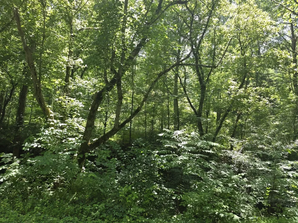 0 Difficult Ln Pleasant Shade, TN 37145
