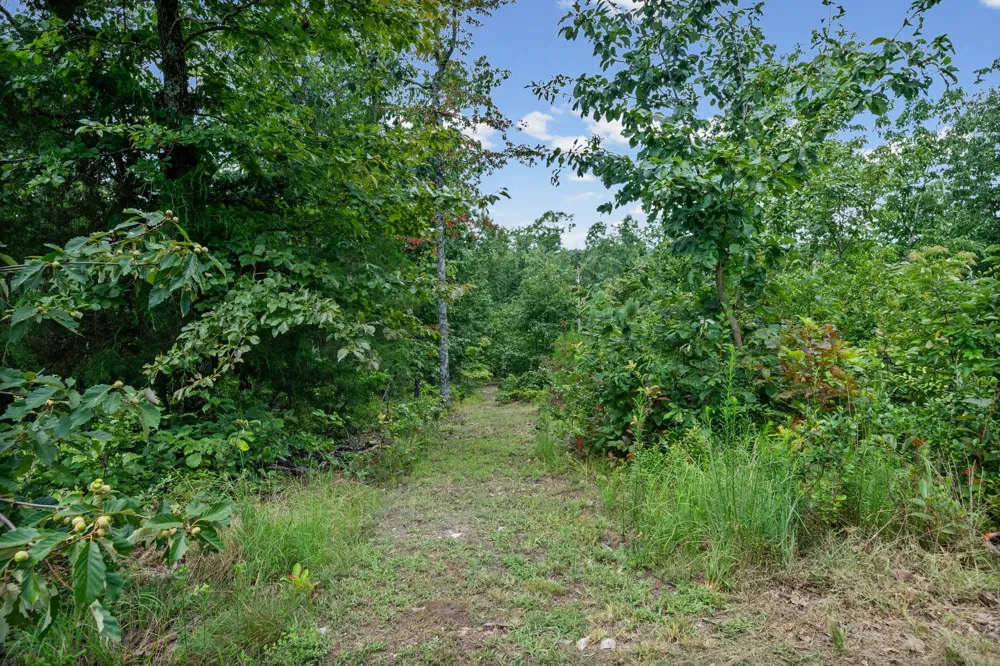 3519 Owl Hollow Rd Linden, TN 37096