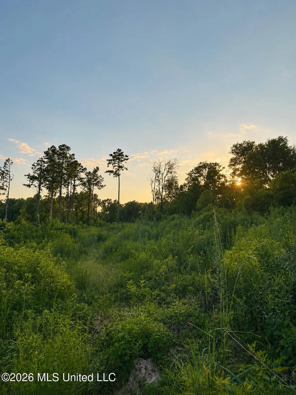 S C Road 77 Raleigh, MS 39153