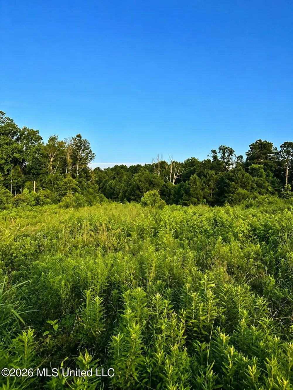 S C Road 77 Raleigh, MS 39153