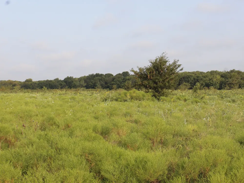 Alsdorf Road Ennis, TX 75119