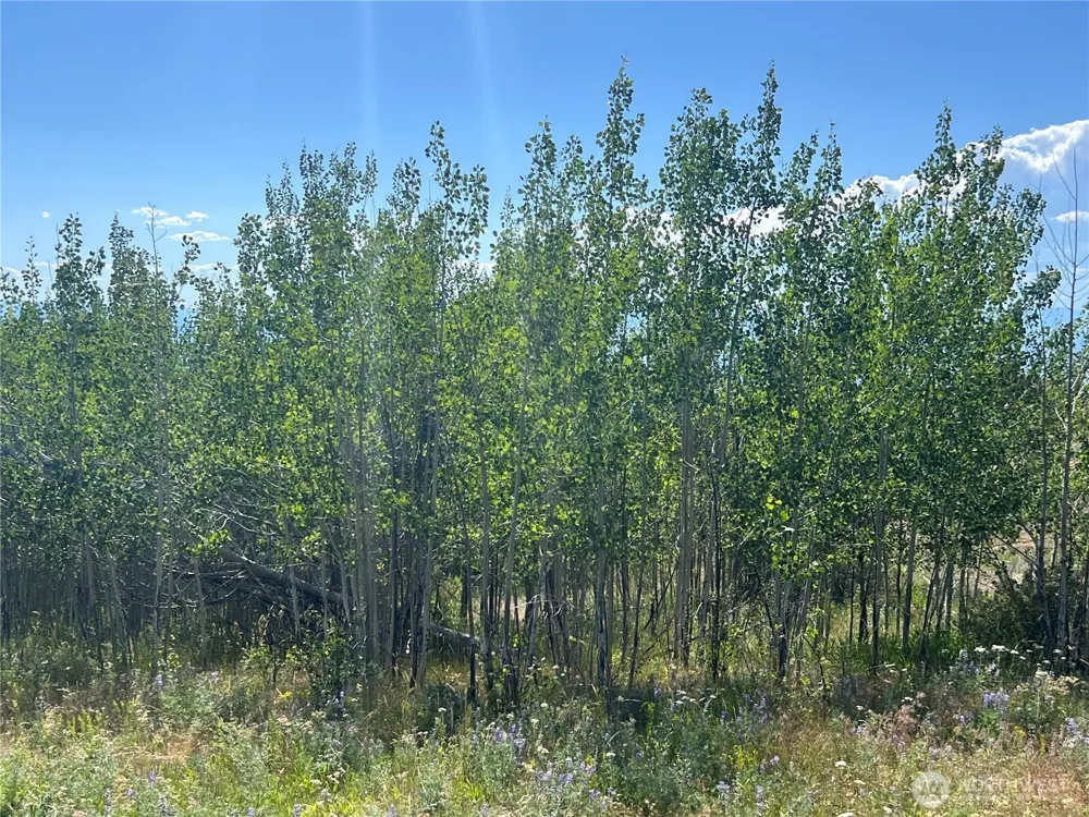 0 Lot 12 Lone Spur Road Oroville, WA 98844