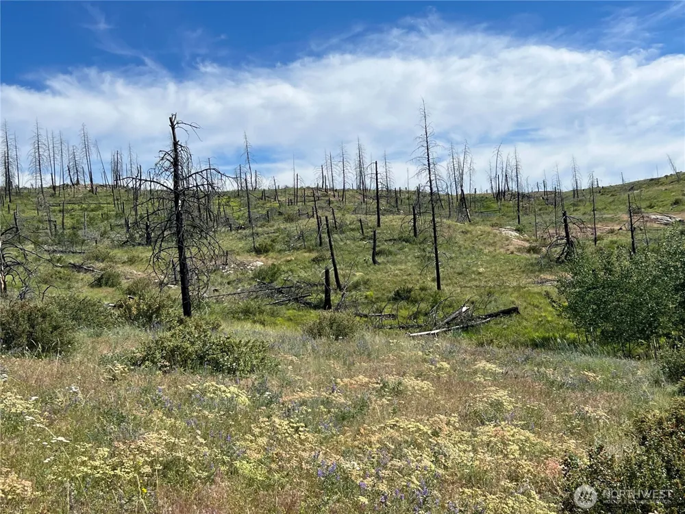 0 Lot 12 Lone Spur Road Oroville, WA 98844