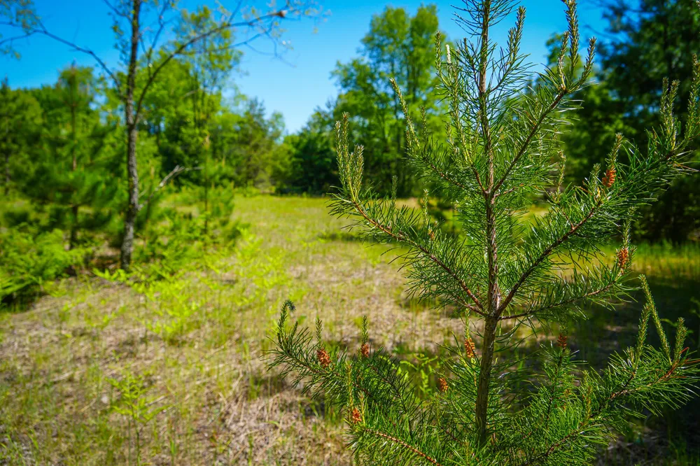 Niemi Road Kaleva, MI 49645