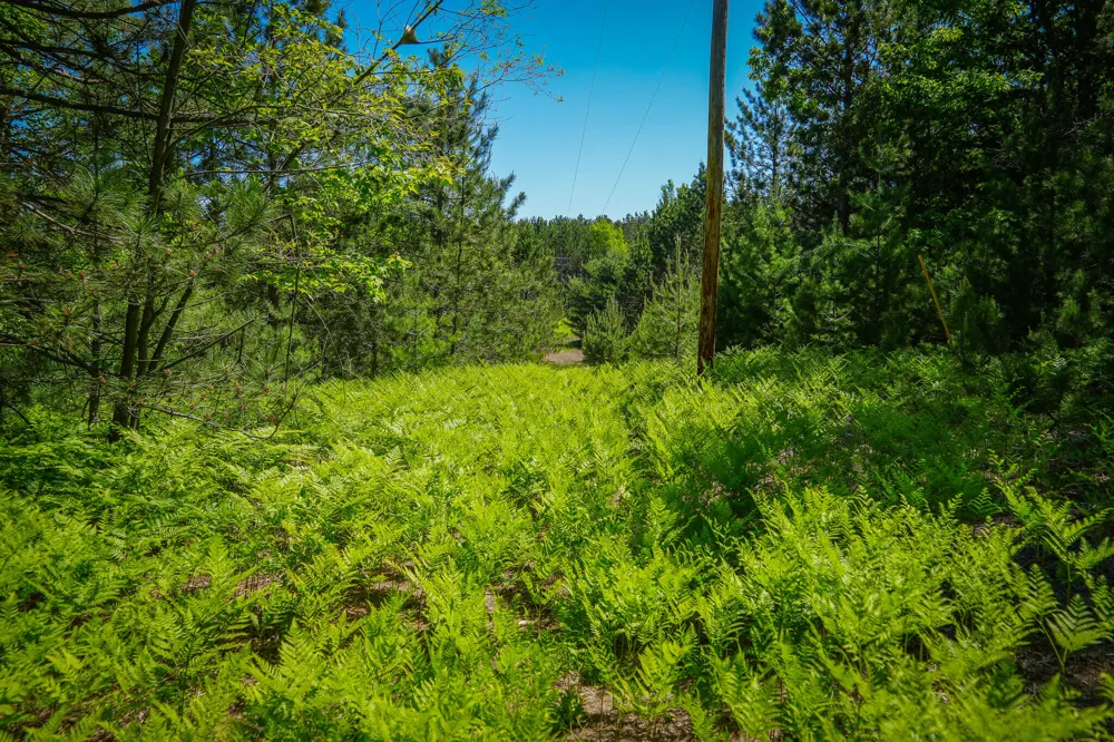 Niemi Road Kaleva, MI 49645