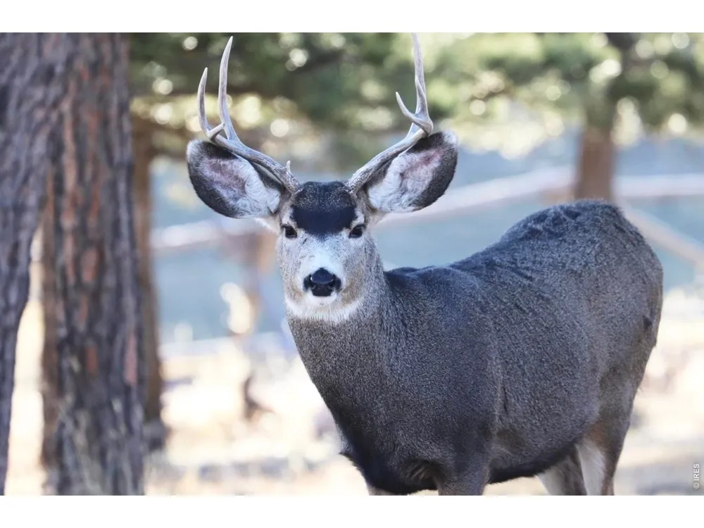 3689 ottawa Way Red Feather Lakes, CO 80545