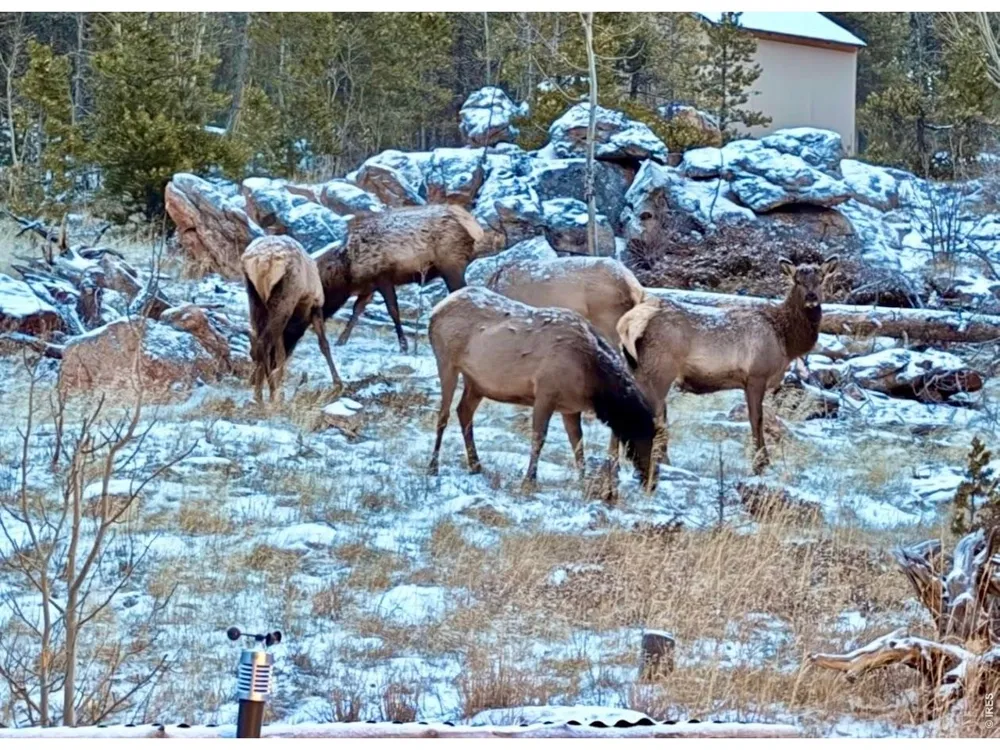 3689 ottawa Way Red Feather Lakes, CO 80545