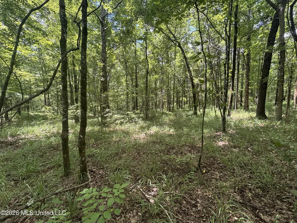 Firetower Road Camden, MS 39045