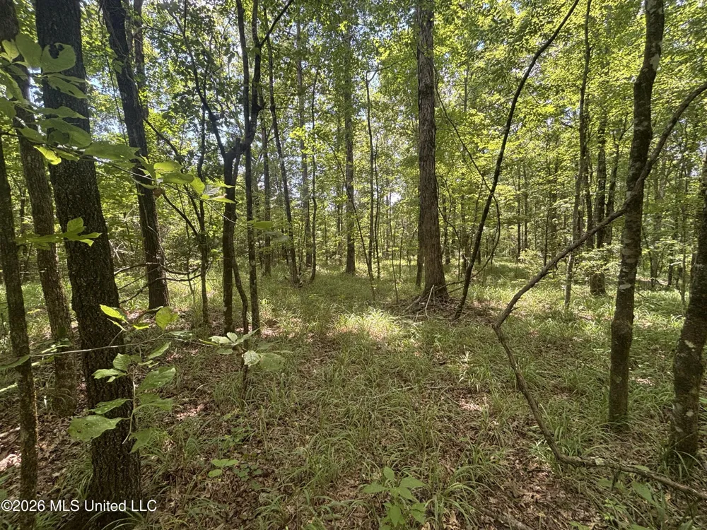 Firetower Road Camden, MS 39045