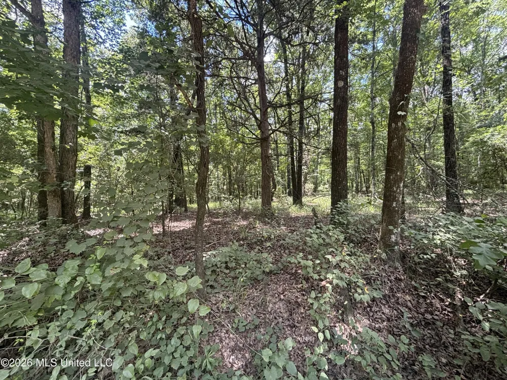 Firetower Road Camden, MS 39045