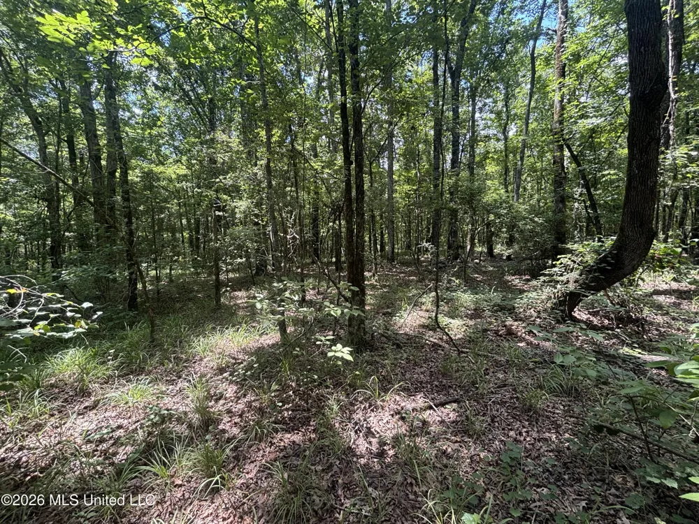 Firetower Road Camden, MS 39045