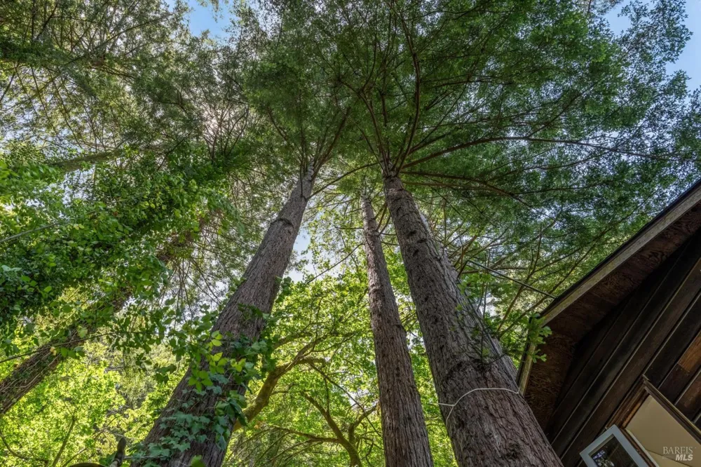 602 Ralston Avenue Mill Valley, CA 94941