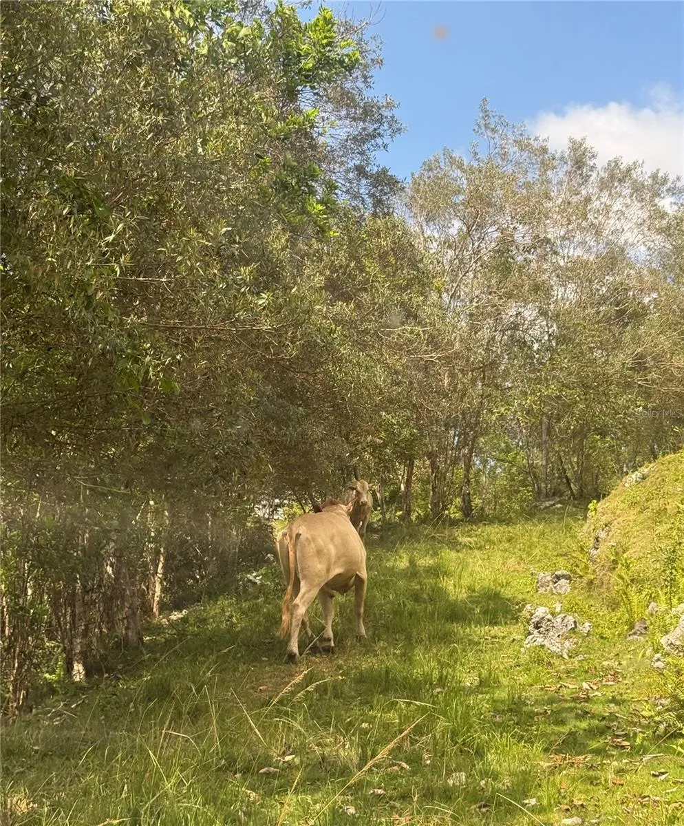 PR 6684 BUENA VISTA KM HM 2.5 Morovis, PR 00687