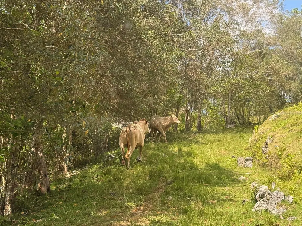 PR 6684 BUENA VISTA KM HM 2.5 Morovis, PR 00687