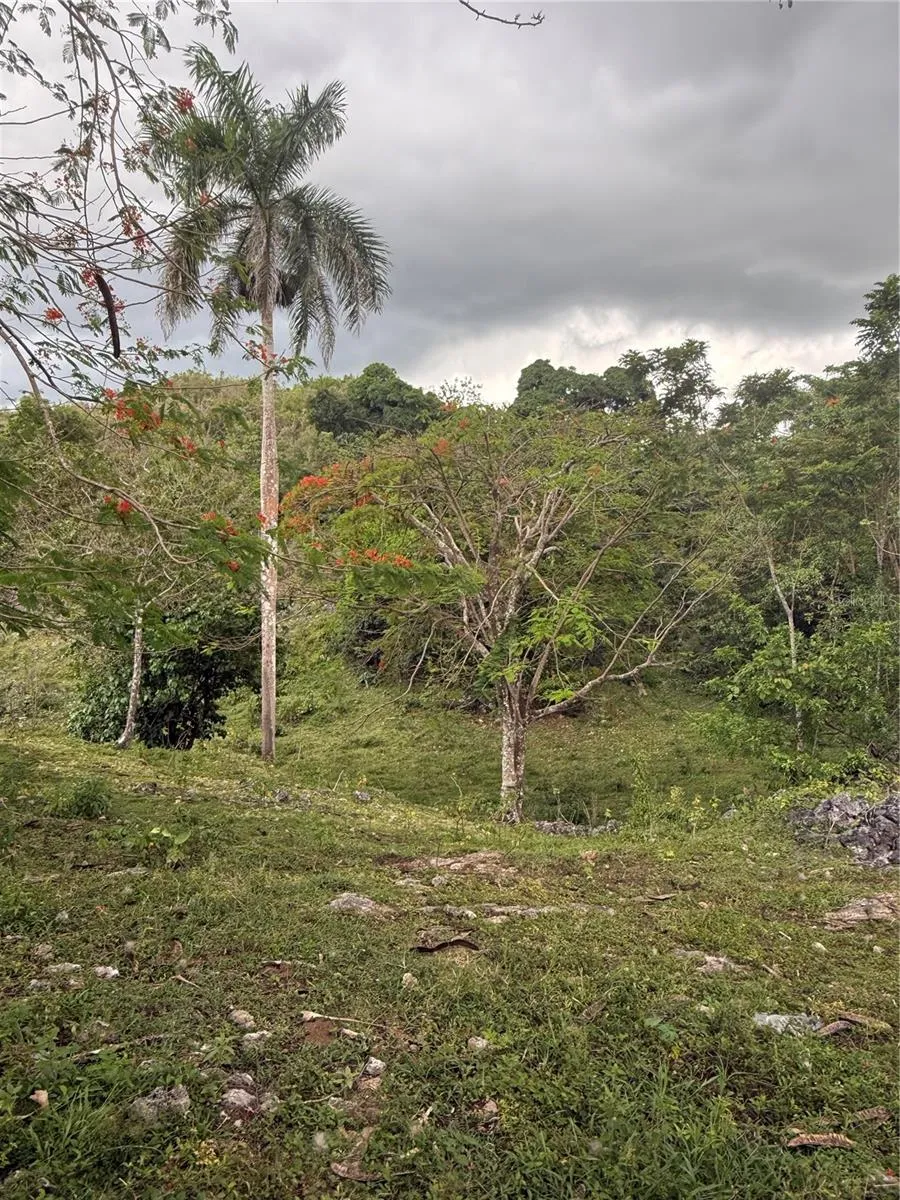 PR 6684 BUENA VISTA KM HM 2.5 Morovis, PR 00687