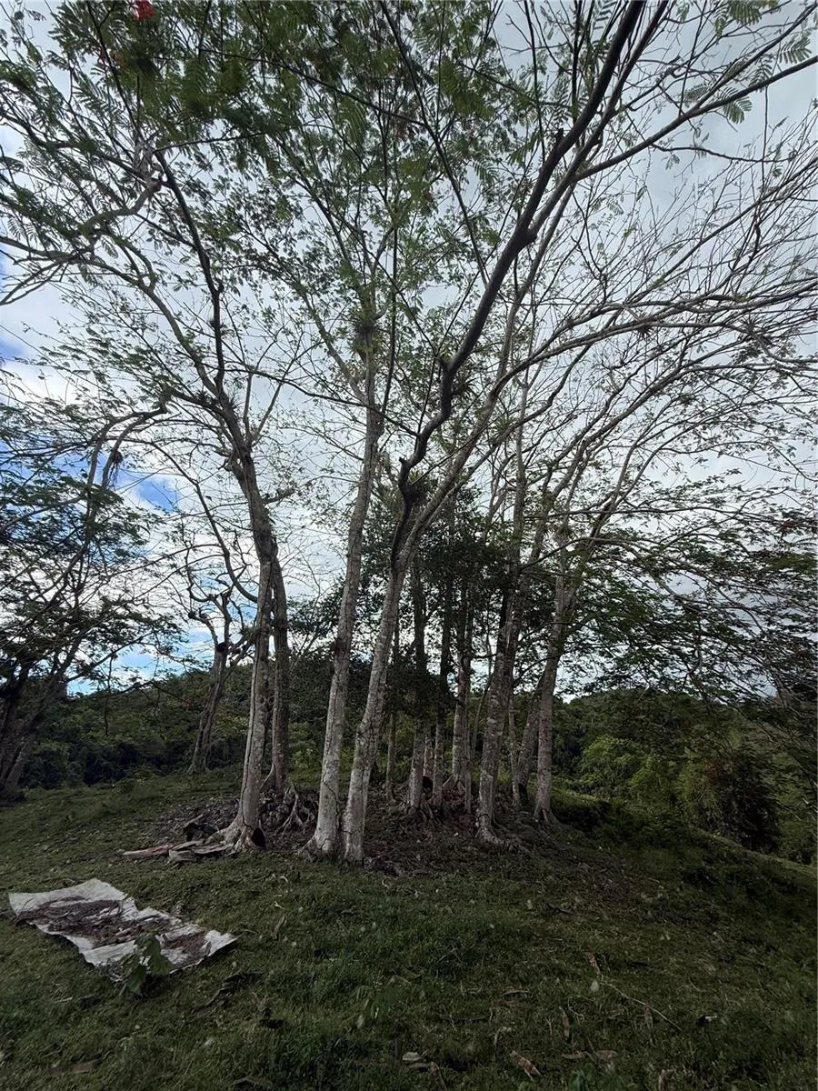 PR 6684 BUENA VISTA KM HM 2.5 Morovis, PR 00687