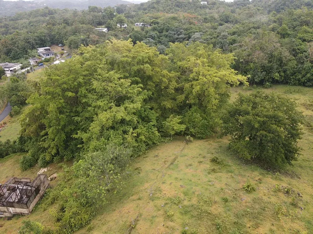 PR 6684 BUENA VISTA KM HM 2.5 Morovis, PR 00687