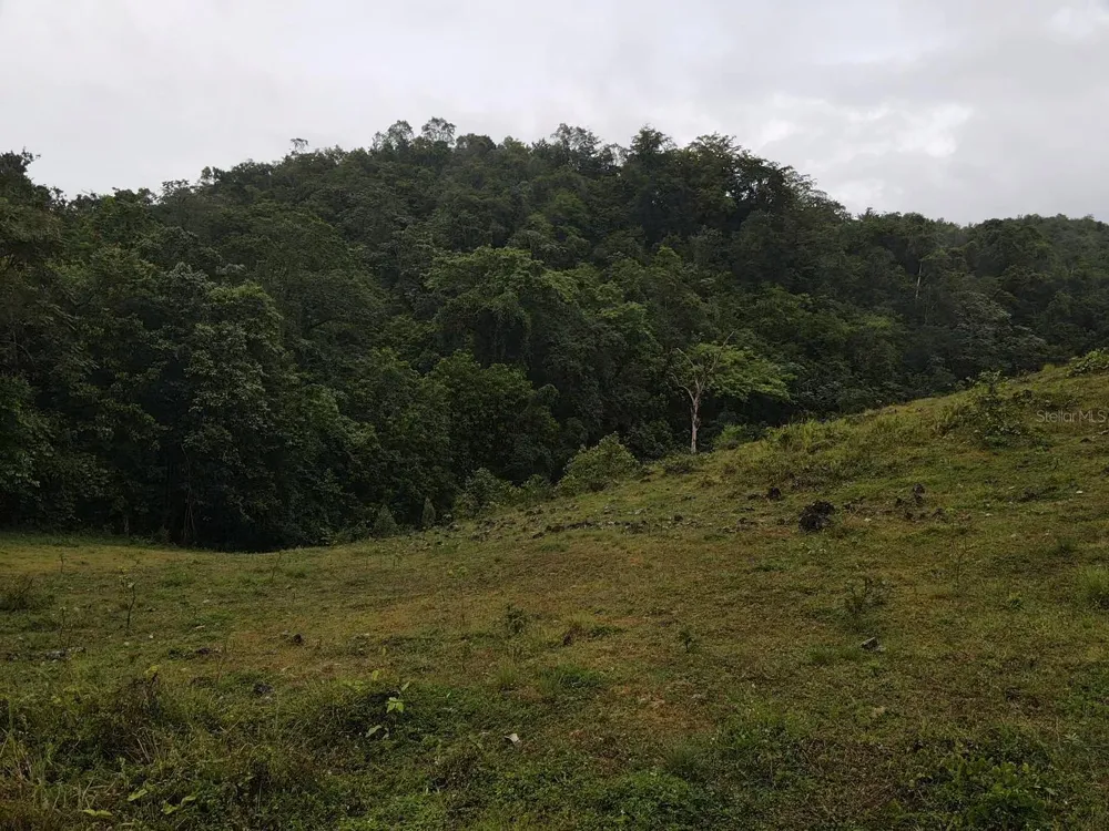 PR 6684 BUENA VISTA KM HM 2.5 Morovis, PR 00687