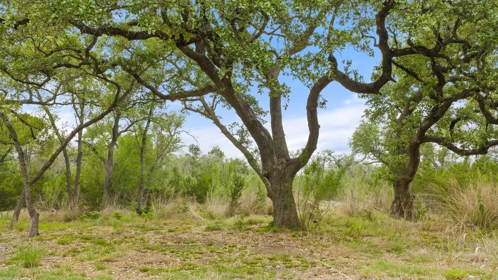 1850 Pursley Road Dripping Springs, TX 78620