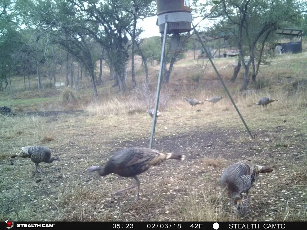 1850 Pursley Road Dripping Springs, TX 78620